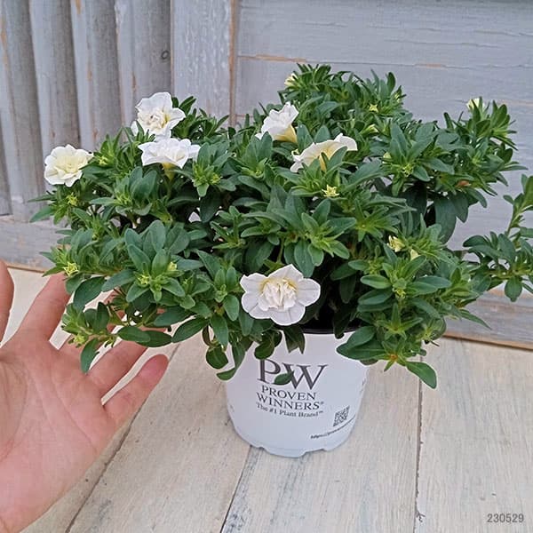 園芸ネット本店｜カリブラコア：スーパーベル ダブルミルクレープ4号