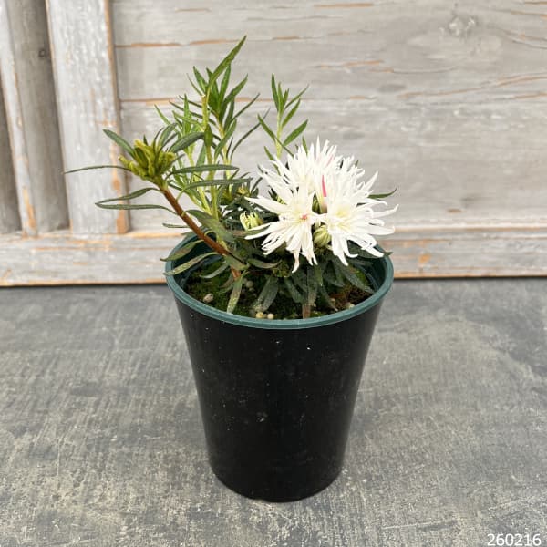 （わけあり特価）ベルギーアザレア：白切れ弁（キンクサクホワイト)4号ポット