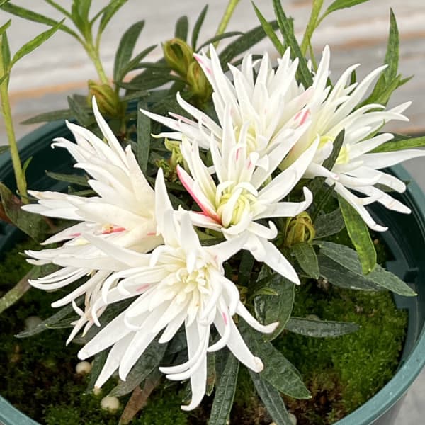 （わけあり特価）ベルギーアザレア：白切れ弁（キンクサクホワイト)4号ポット