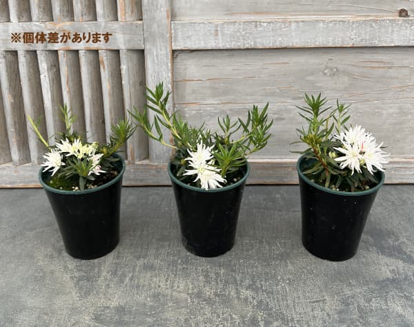 （わけあり特価）ベルギーアザレア：白切れ弁（キンクサクホワイト)4号ポット