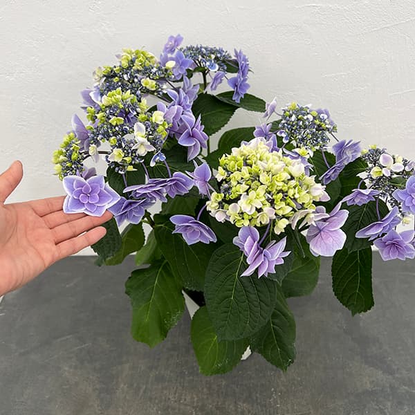 アジサイ：女神降臨（めがみこうりん）ブルー5号鉢植え