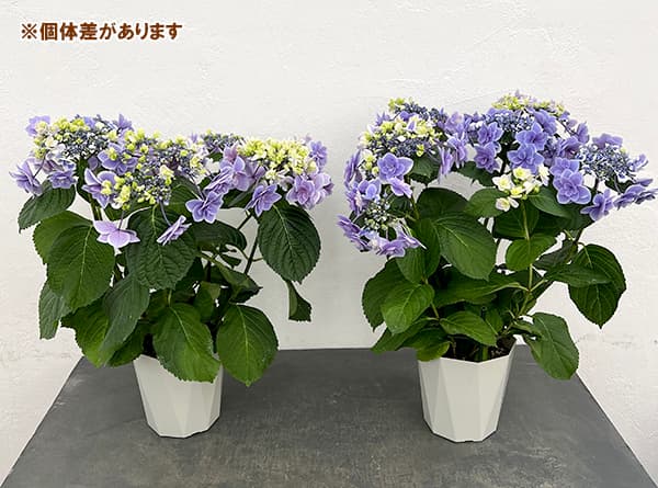 アジサイ：女神降臨（めがみこうりん）ブルー5号鉢植え