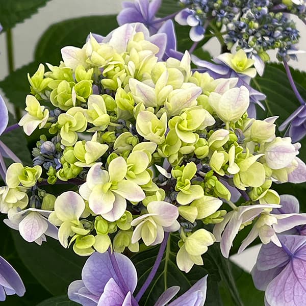 アジサイ：女神降臨（めがみこうりん）ブルー5号鉢植え