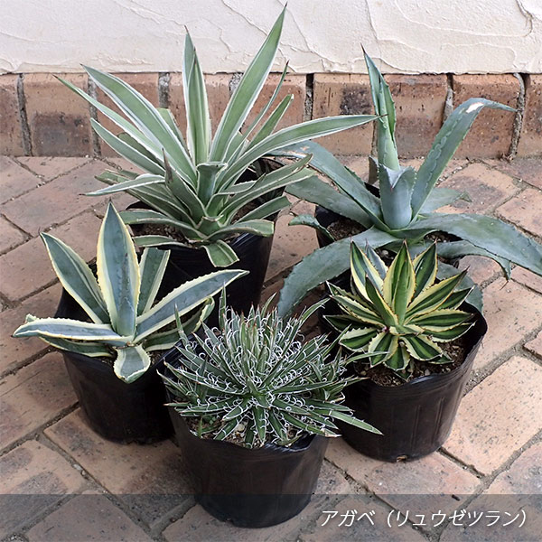アガベ：マルチフィリフェラ4号鉢植え