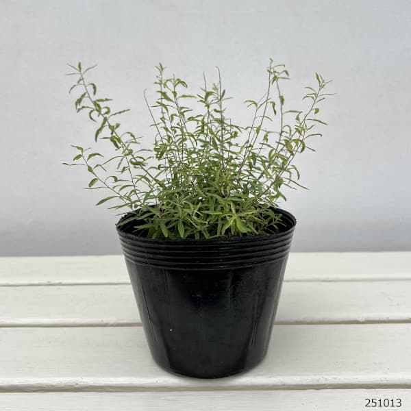 ユキヤナギ（雪柳）：斑入ユキヤナギ4～4.5号ポット 5株セット