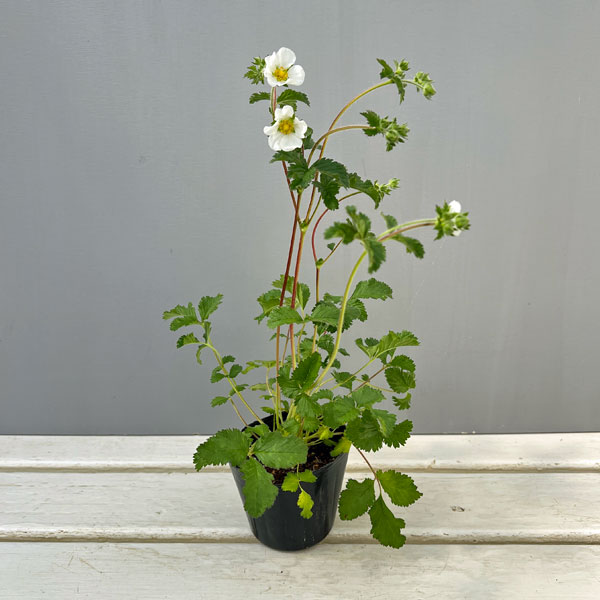 ポテンティラ：ルペストリス3号ポット2株セット