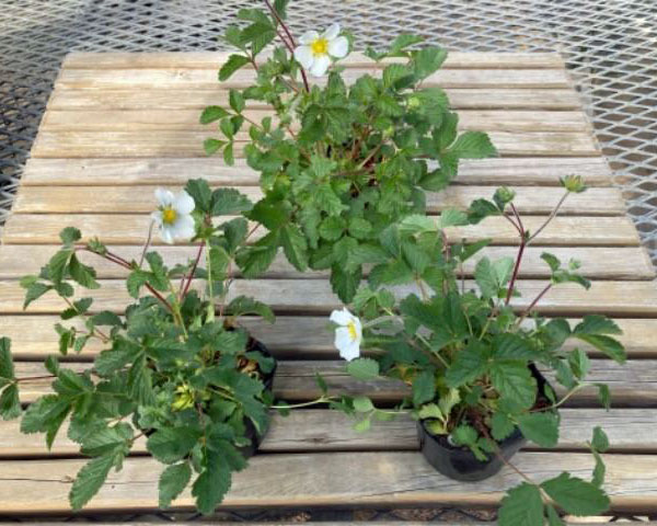 ポテンティラ：ルペストリス3号ポット