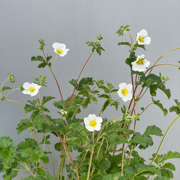 ポテンティラ：ルペストリス3号ポット2株セット