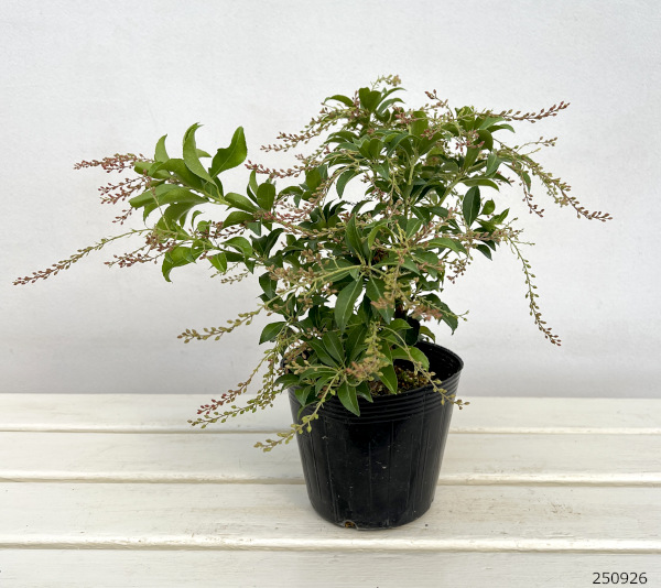 アセビ(馬酔木):クリスマスチアー4.5~5号ポット