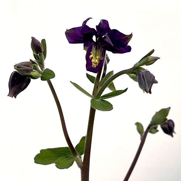 オダマキ：ブルーバロー3.5号ポット