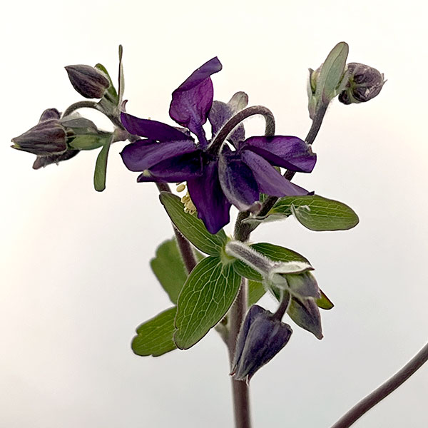 オダマキ：ブルーバロー3.5号ポット