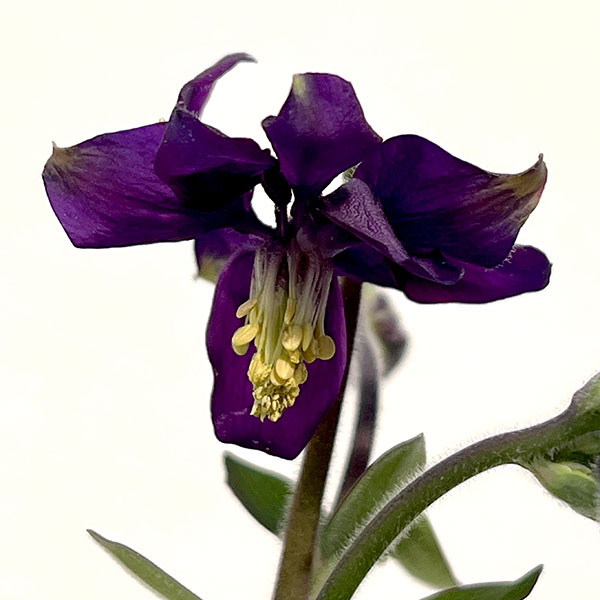 オダマキ：ブルーバロー3.5号ポット