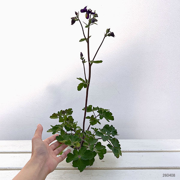 オダマキ：ブルーバロー3.5号ポット