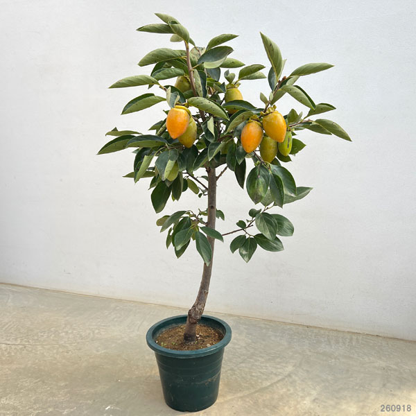 カキ(柿):筆柿(フデガキ)7号鉢植え