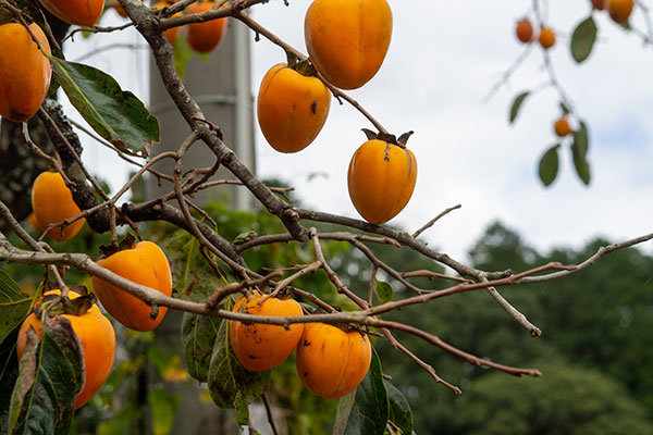 カキ（柿）：筆柿(フデガキ)7号鉢植え