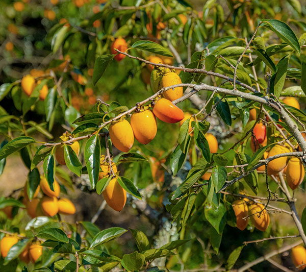 カキ（柿）：筆柿(フデガキ)7号鉢植え