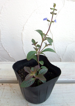 サルビア:シナロエンシス コスミックブルー3号ポット2株セット