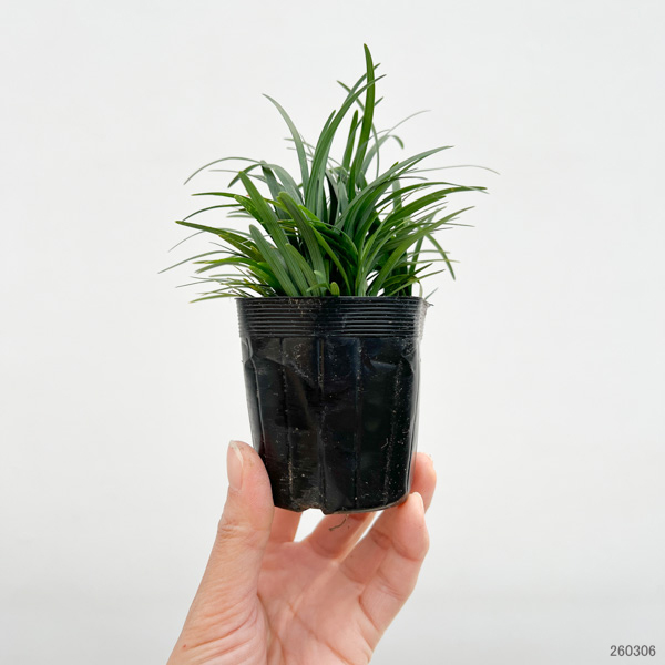 リュウノヒゲ：玉竜（タマリュウ・ギョクリュウ） 2.5号ポット