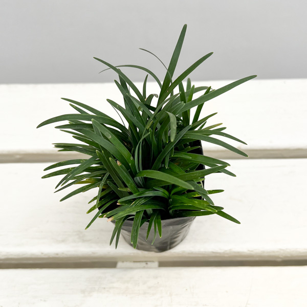 リュウノヒゲ：玉竜（タマリュウ・ギョクリュウ） 2.5号ポット