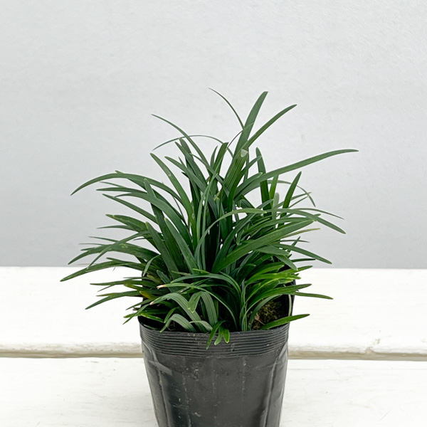 リュウノヒゲ：玉竜（タマリュウ・ギョクリュウ） 2.5号ポット