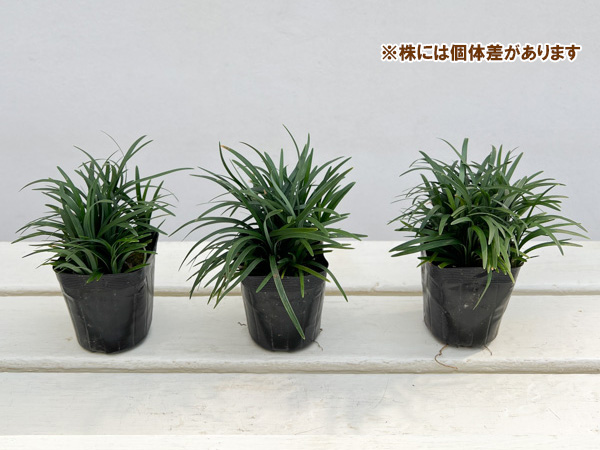 リュウノヒゲ：玉竜（タマリュウ・ギョクリュウ） 2.5号ポット