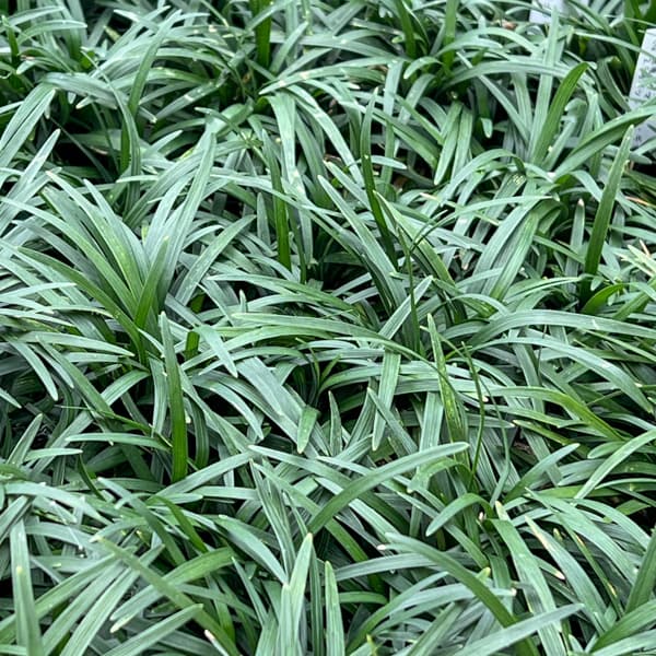 リュウノヒゲ：玉竜（タマリュウ・ギョクリュウ） 2.5号ポット