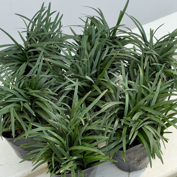 リュウノヒゲ：玉竜（タマリュウ・ギョクリュウ） 2.5号ポット