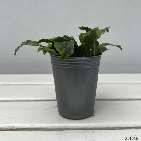 ヤブコウジ：亀の子2.5-3号ポット