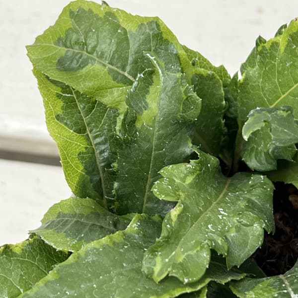 ヤブコウジ：亀の子2.5-3号ポット