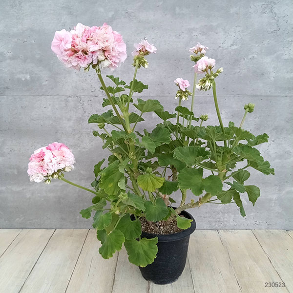 園芸ネット本店｜ゼラニウム：源氏車（げんじぐるま）3.5号ポット の