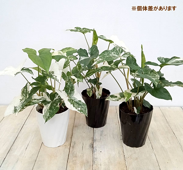 シンゴニウム　フレンチマーブル　小苗① 楽天市場】【送料無料】シンゴニューム(シンゴニウム) フレンチ
