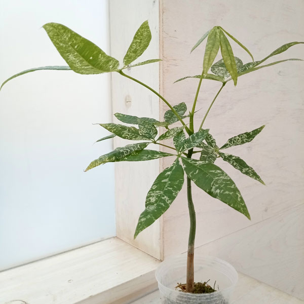 パキラ:斑入り(実生株) 2.5号23-07