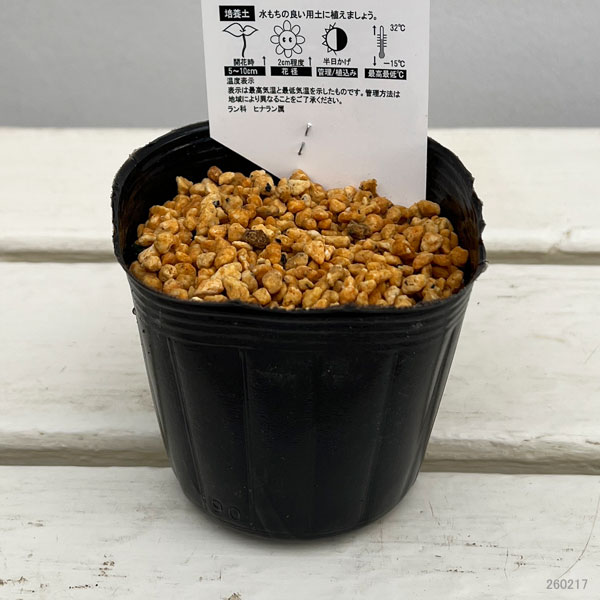 イワチドリ　2.5-3.5号ポット