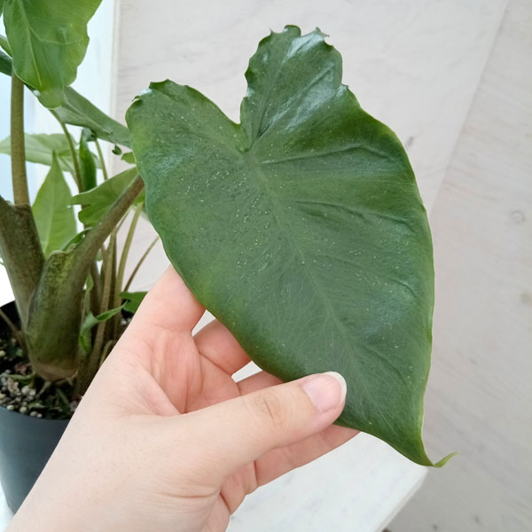 園芸ネット本店｜アロカシア：オドラ 4号 の通販【公式】