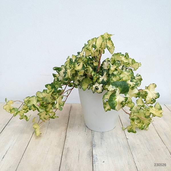 ヘデラ（アイビー）：ムーンライト　５号