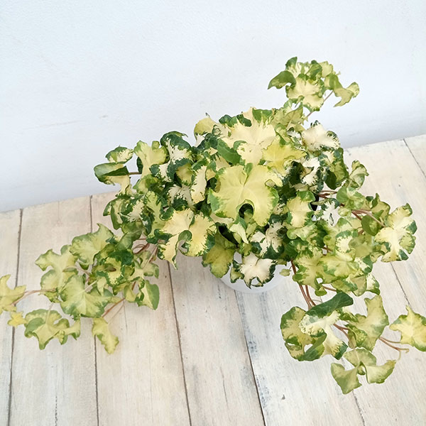 ヘデラ（アイビー）：ムーンライト　５号