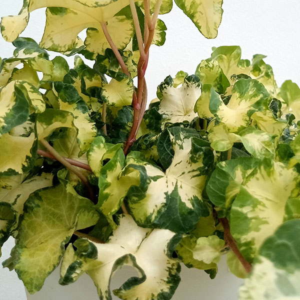 ヘデラ（アイビー）：ムーンライト　５号