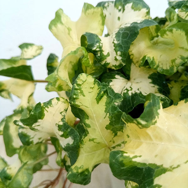 ヘデラ（アイビー）：ムーンライト　５号