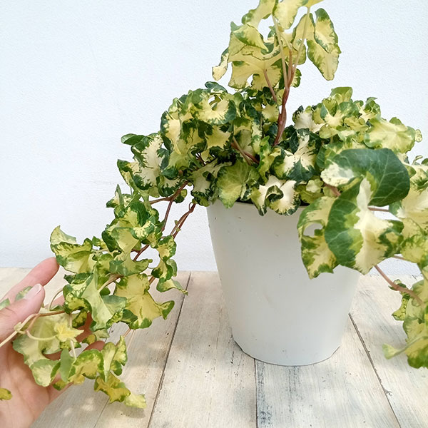 ヘデラ（アイビー）：ムーンライト　５号