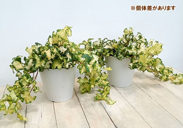 ヘデラ（アイビー）：ムーンライト　５号