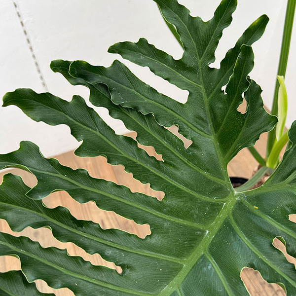 フィロデンドロン:セローム(幹上がり) 7号鉢植え
