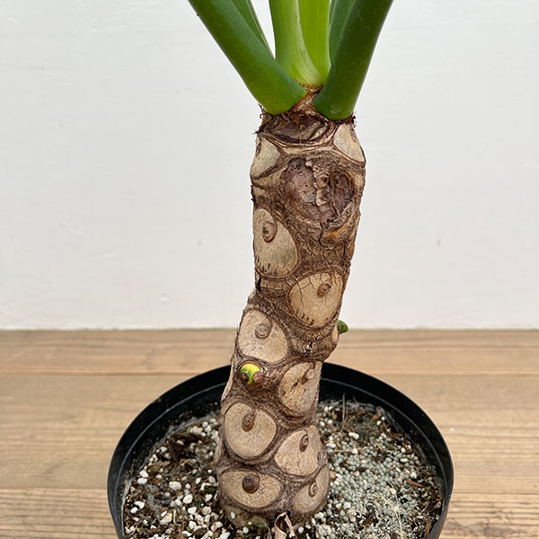 フィロデンドロン:セローム(幹上がり) 7号鉢植え