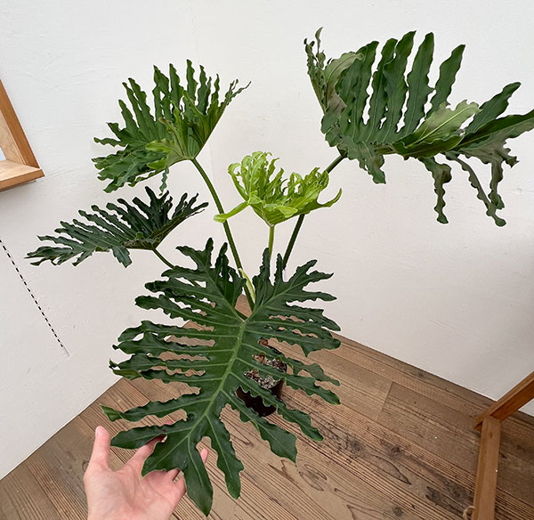フィロデンドロン:セローム(幹上がり) 7号鉢植え