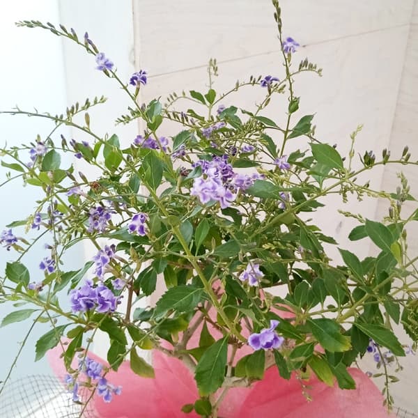 [送料無料][2024年 父の日ギフト][予約]デュランタ：タカラヅカ（宝塚）5号鉢植えスタンド仕立てラッピング付き