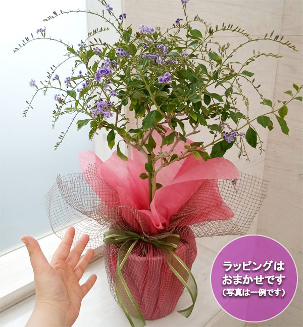 [送料無料][2024年 父の日ギフト][予約]デュランタ：タカラヅカ（宝塚）5号鉢植えスタンド仕立てラッピング付き