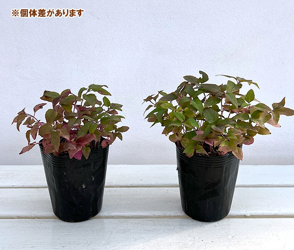 ベルガモット:ワイルド3号ポット