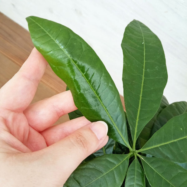 [送料無料][2023年 父の日ギフト][予約]パキラ：アクアティカ（編み込み）5号角鉢植え ラッピング付