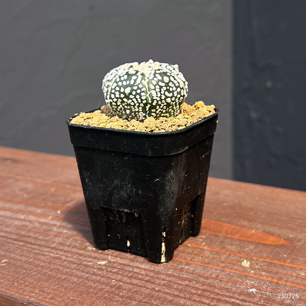 アストロフィツム：スーパー兜（かぶと）実生株　2.5号鉢植え