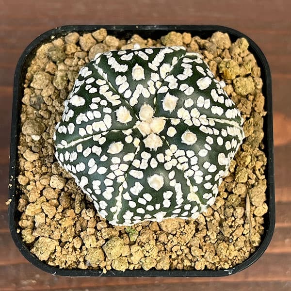 アストロフィツム：スーパー兜（かぶと）実生株　2.5号鉢植え