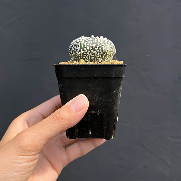 アストロフィツム：スーパー兜（かぶと）実生株　2.5号鉢植え